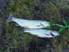 The fish from Mallard Lake
