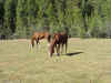 Horses still grazing at Mallard Lake
