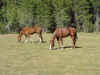 Horses grazing at Mallard Lake
